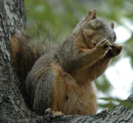 A Squirrel sitting in a tree at the Lew Wallace Study