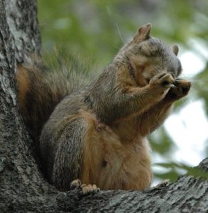 A squirrel sitting in a tree at the Lew Wallace Study