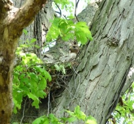 A Red-Shouldered Hawk sits on its nest in one of the Study trees