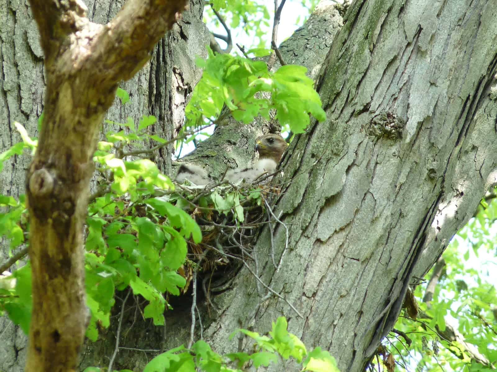 A Red-Shouldered Hawk sits on its nest in one of the Study trees