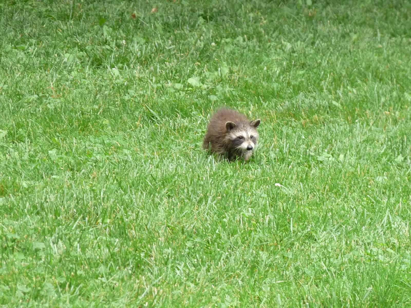 A raccoon crosses the Study lawn