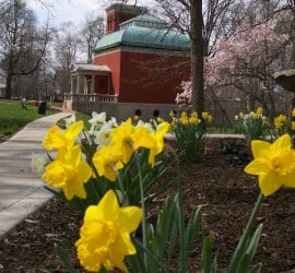 Daffodils blooming in the study gardens in June 2005