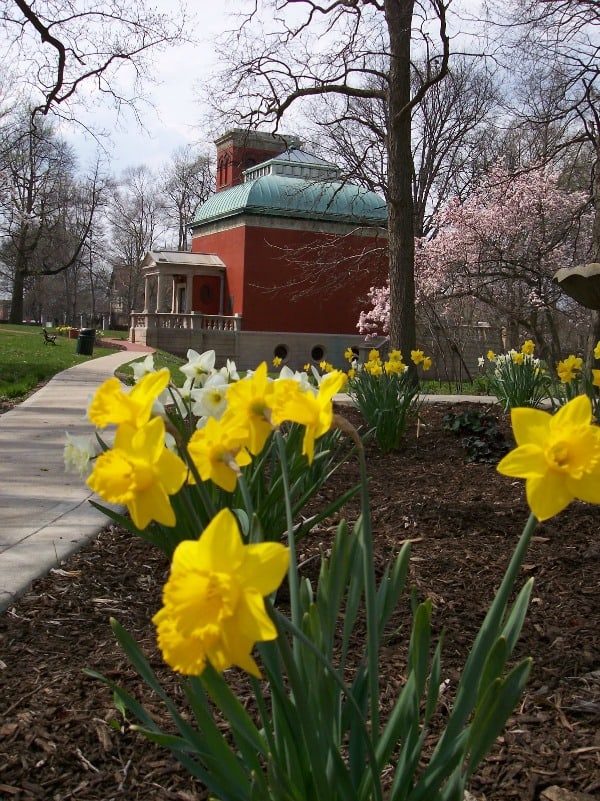 Daffodils blooming in the study gardens in June 2005