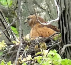Red-shouldered hawk sitting on a nest made of sticks