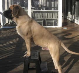 English Mastiff standing on the front porch of a house