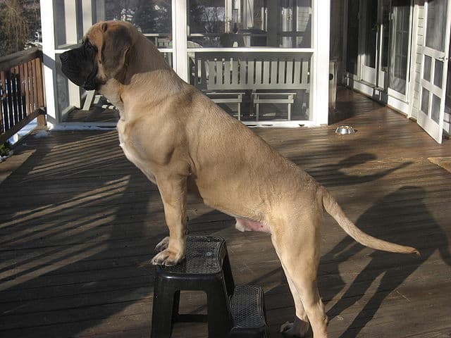 English Mastiff standing on the front porch of a house