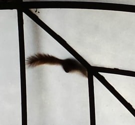 Squirrel inside the dome of the General Lew Wallace Study & Museum