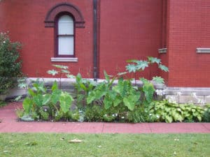 The Adopt-A-Spot garden on the west side of the Study