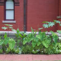 The Adopt-A-Spot garden on the west side of the Study