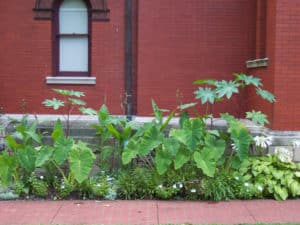 The Adopt-A-Spot garden on the west side of the Study