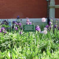 Irises bloom in a garden on the Lew Wallace Study grounds