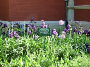 Irises bloom in a garden on the Lew Wallace Study grounds