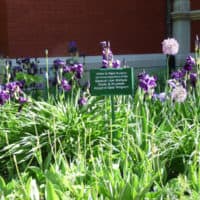 Irises bloom in a garden on the Lew Wallace Study grounds