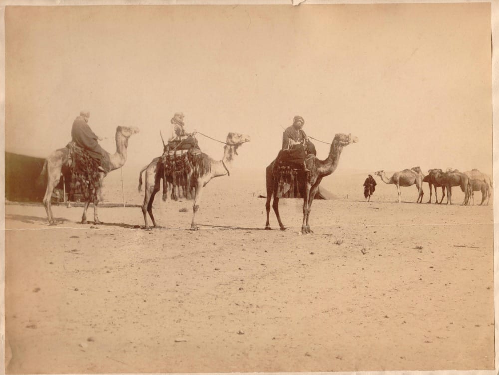 A string of camels stand in the desert