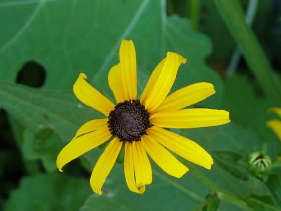 black eyed susan