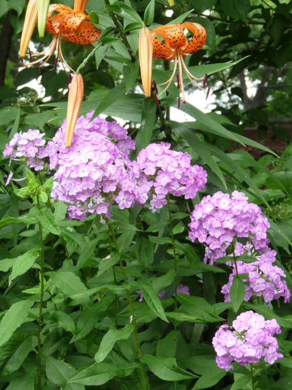 garden phlox and lily