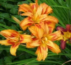 Lily Double