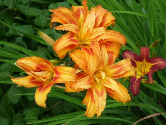 lily double