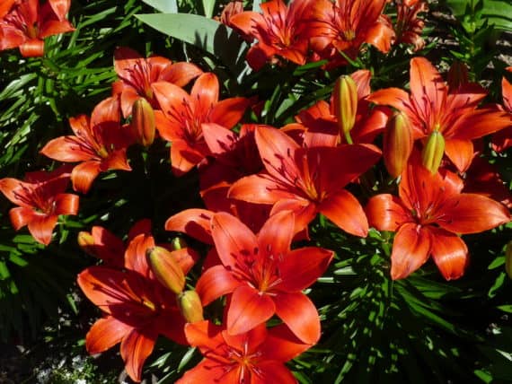 lily, orange border