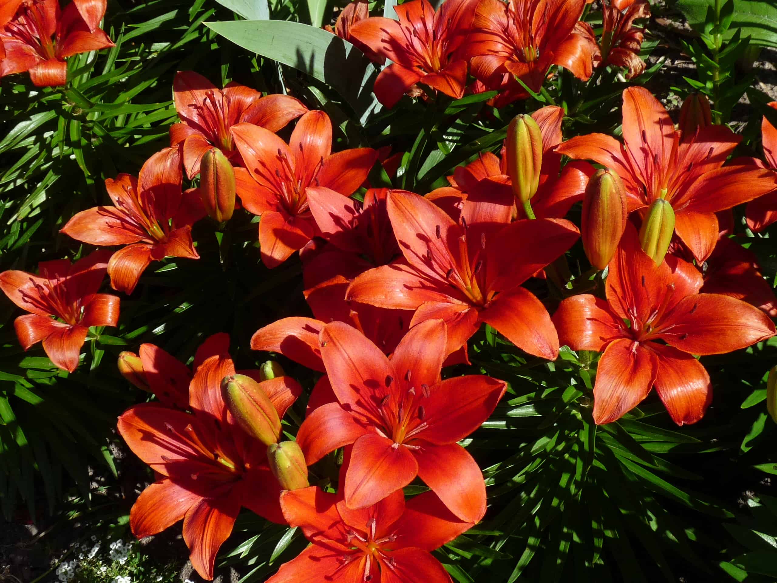 Lily, orange border