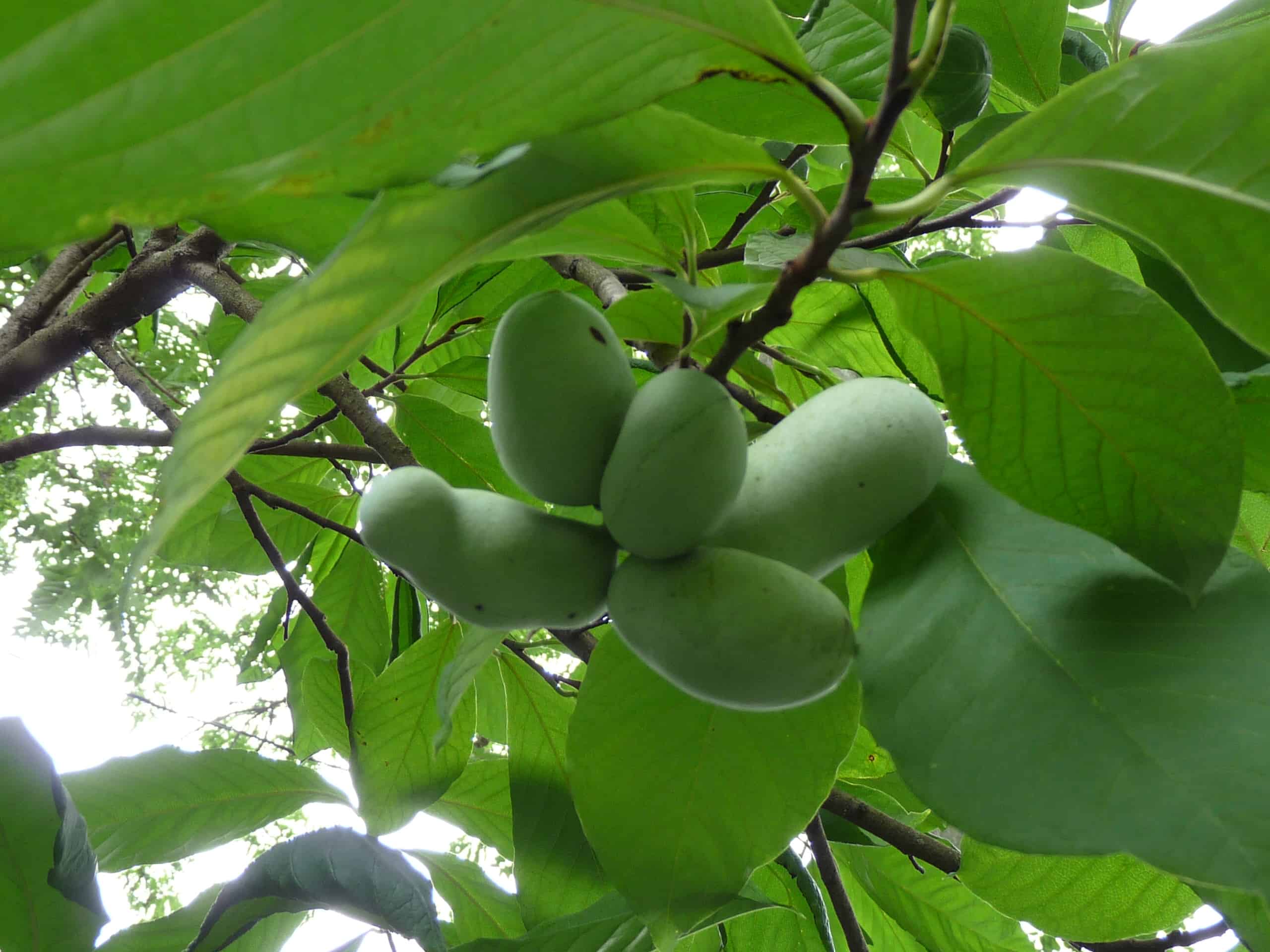 Pawpaws growing on a tree behind the Carriage House