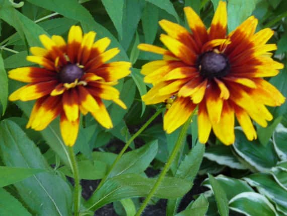 rudbeckia two tone double