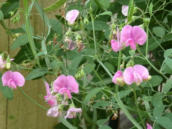 sweet peas
