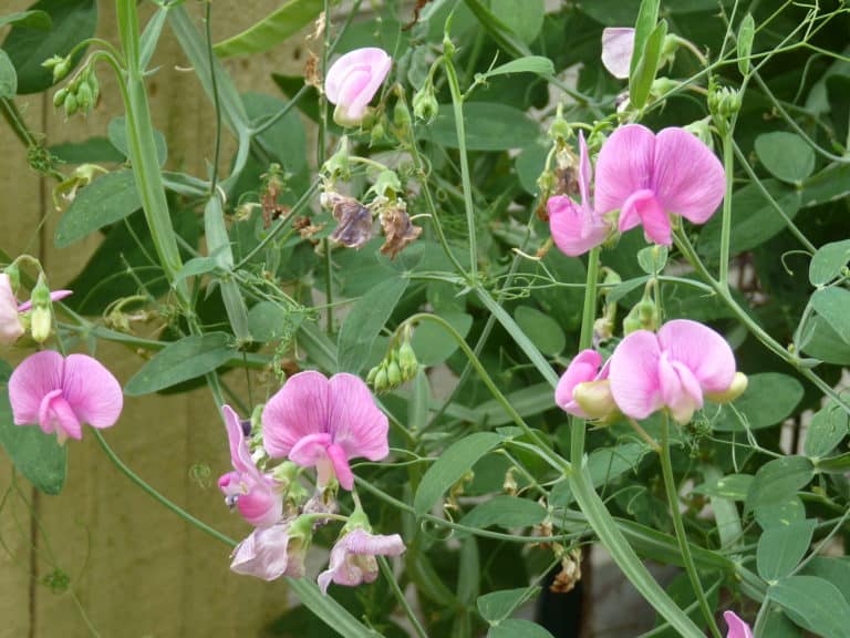 sweet peas - General Lew Wallace Study & Museum